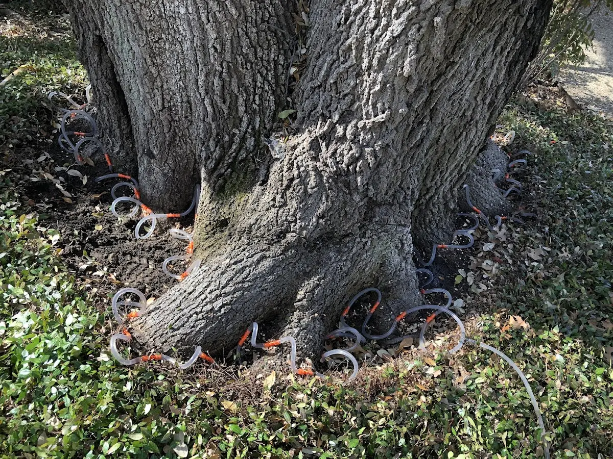 Detailed Tree Cabling and Bracing job site in Goose Lake