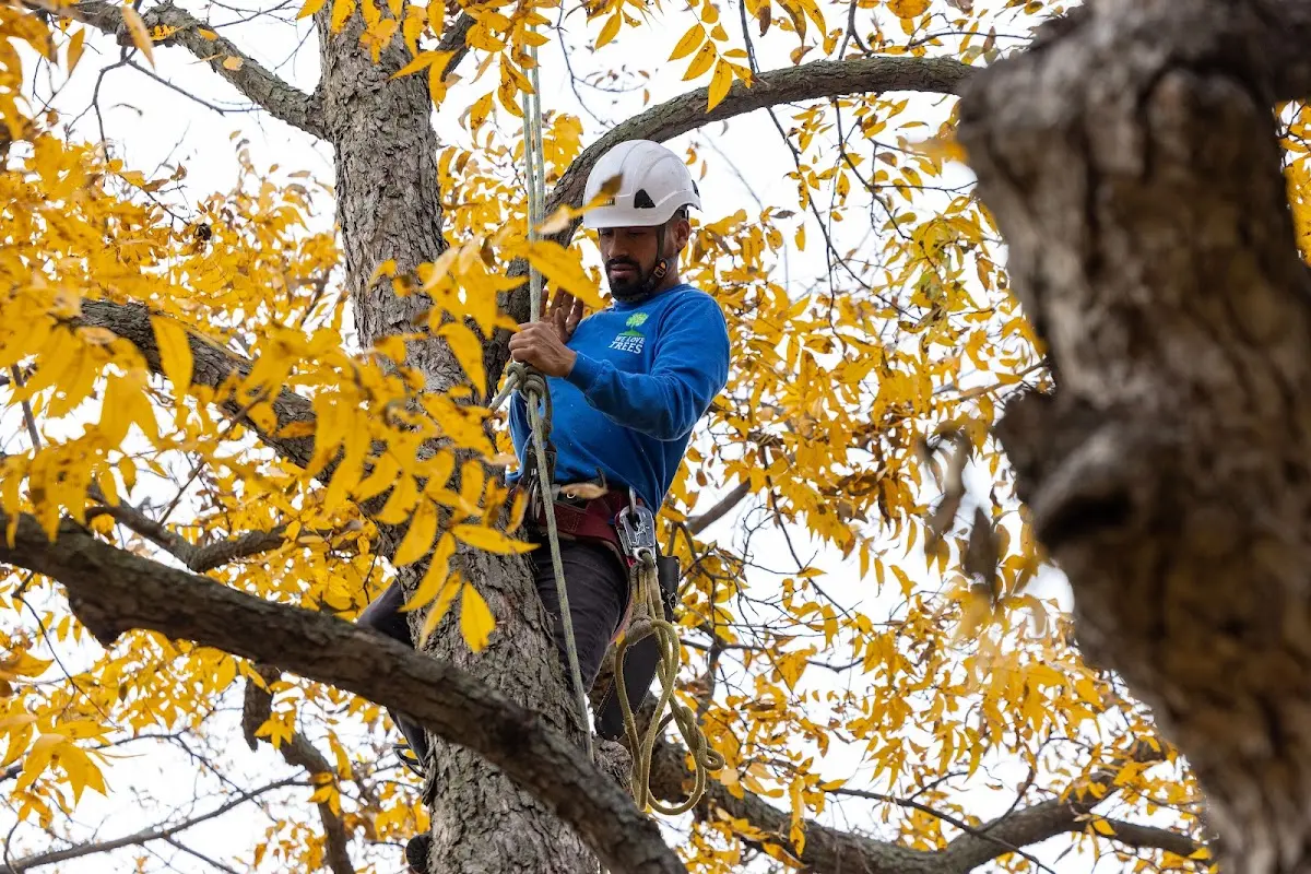 Skilled Tree Pruning crew working in Goose Lake
