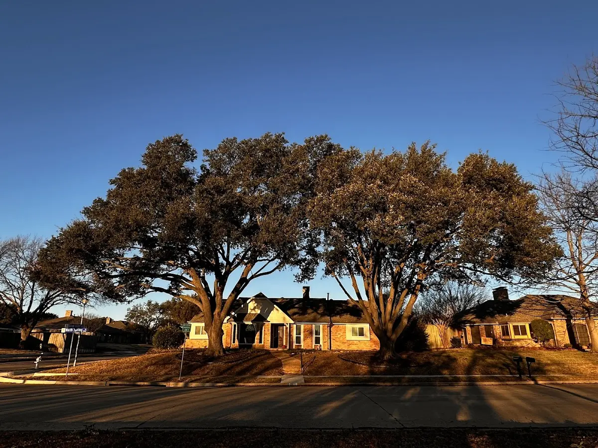 Established residential canopy tree shading a home in Goose Lake